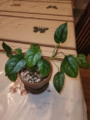Monstera siltepecana