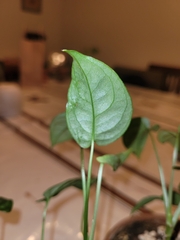Monstera siltepecana