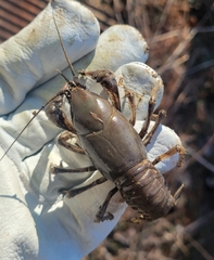 Cambarus ortmanni
