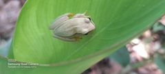 Dendropsophus microcephalus