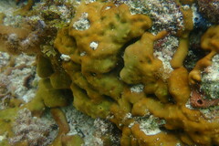 Chondrilla nucula