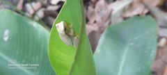Dendropsophus microcephalus