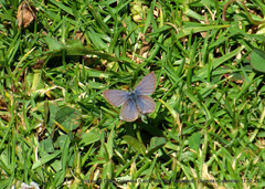 Hemiargus hanno