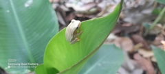 Dendropsophus microcephalus
