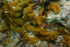 Chondrilla nucula