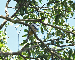 Notharchus swainsoni