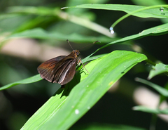 Miltomiges cinnamomea