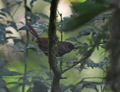 Synallaxis cinerascens