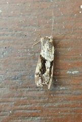 Eudonia submarginalis