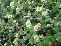 Perityle microglossa