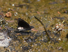 Gorgythion begga begga