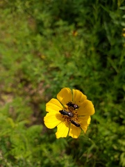 Acmaeodera pulchella
