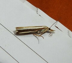 Orocrambus apicellus