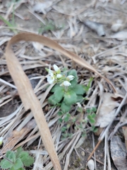 Tomostima cuneifolia
