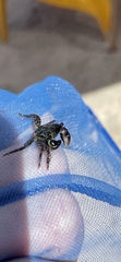 Pachygrapsus