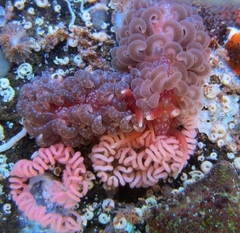 Spurilla braziliana