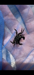 Pachygrapsus