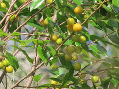 Petalostigma triloculare