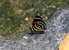 Callicore hydaspes