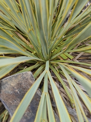 Aciphylla