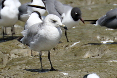 Ichthyaetus audouinii