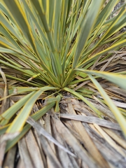 Aciphylla