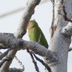 Agapornis roseicollis