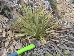 Aciphylla