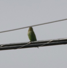 Agapornis roseicollis