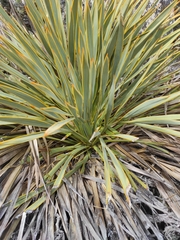 Aciphylla