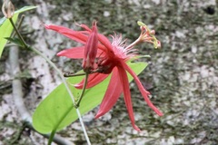 Passiflora vitifolia