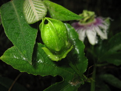 Passiflora edulis edulis