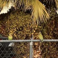 Agapornis roseicollis