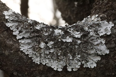 Parmelina tiliacea