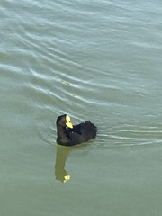 Fulica armillata