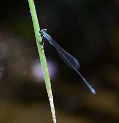 Peristicta