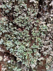 Cladonia coniocraea