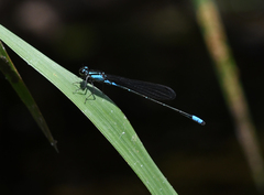 Acanthagrion lancea