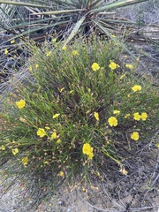 Crocanthemum scoparium
