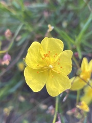 Crocanthemum scoparium