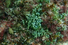 Caulerpa chemnitzia