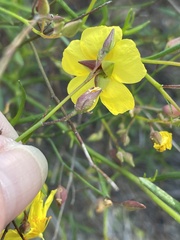 Crocanthemum scoparium