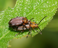 Poneridia semipullata