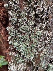 Cladonia coniocraea