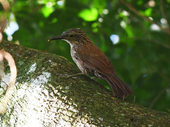 Dendrocolaptes platyrostris