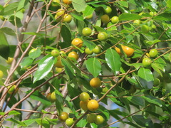 Petalostigma triloculare
