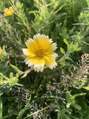 Layia platyglossa