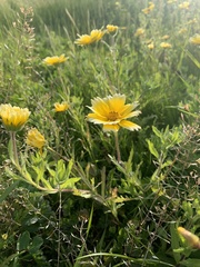 Layia platyglossa