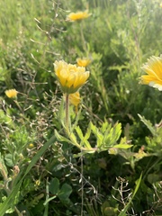 Layia platyglossa