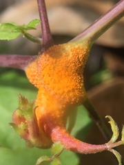 Puccinia coronata